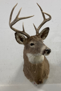 White-Tailed With Horns Head Mount