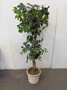 Artificial 5 ft Ficus Tree in Wicker Basket with Twisted Trunk and Faux Moss Indoor Decor