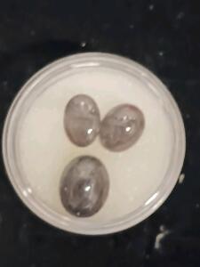 Idaho Star Garnets 3pc Set &ndash; 23.75ct Natural Cabochon Gemstones Rare USA