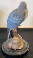 Phil Galatas Northern Goshawk Sculpture &ndash; Handcrafted, Realistic Detailing, 11" H - 3