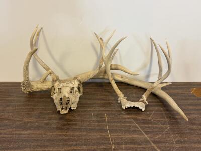 White-tailed Deer Antler Skull Mounts &ndash; 6-Point Rack, One Full Skull, One Skull Plate