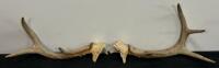 Mule Deer Antler Set (3-Point) & Rustic Hand-Painted Wood Slab Wall Clock, Donavan English (FL 10) - 5