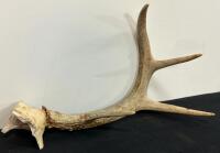 Mule Deer Antler Set (3-Point) & Rustic Hand-Painted Wood Slab Wall Clock, Donavan English (FL 10) - 6