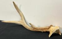 Mule Deer Antler Set (3-Point) & Rustic Hand-Painted Wood Slab Wall Clock, Donavan English (FL 10) - 7
