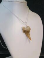 SandTiger Shark Tooth Fossil Necklace - 2