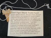 SandTiger Shark Tooth Fossil Necklace - 3