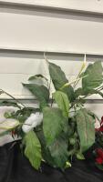Set Of 5 Mini Artificial Christmas Trees, 1 Artificial Peace Lily, Burlap & Basket Pots - 2