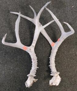 Mule Deer Antler Skull Plate Pairs, 4x4 And 5x5 Points, 20-22" Spread, Weathered Trophy