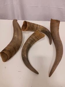 Set of 4 Large Natural Cattle/Bull Horns, 18&ndash;24 in, Hollow, Raw Unpolished, Curved