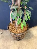 72" Artificial Ficus Tree in Wicker Basket with Moss Base - 2