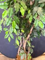 72" Artificial Ficus Tree in Wicker Basket with Moss Base - 3