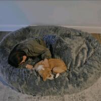 PupCloud TAD1736 Human-Size Memory Foam Dog Bed, Faux Fur, Charcoal Grey, 75"x60", 38.36 lbs - 4