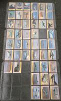 1991 Pro Set Desert Storm Trading Cards Collection - 4