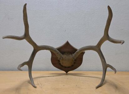 Mounted Red Deer Antlers Plaque, 18.5" Wide, 8 Points, Shield-Shaped Wood, Display Hardware