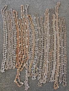 ~21 Used Saw Chains, Approx. 116 Links Each, Steel Construction