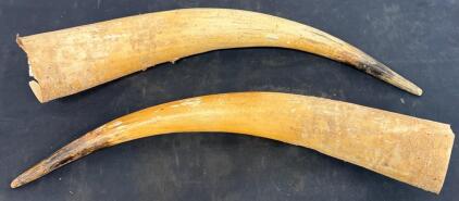 Natural Bovine Horns, Pair, 24&rdquo; In Length, Raw Condition