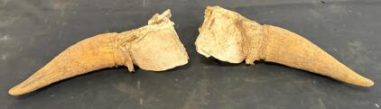 Natural Cattle Horns with Partial Skull Cap, Approx. 9-12 Inches Long