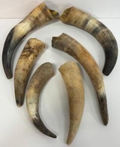 6 Raw Cow/Steer Horns, Natural Unpolished, Cut Ends, Crafts/Decor