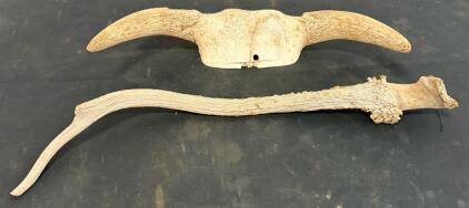 Large Bovid Skull Horns and Deer Antler &ndash; Decorative Natural Bone, Unmounted