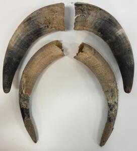 Bovine Horns Set &ndash; Natural Color, Ideal for Crafts