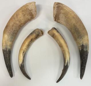 Set of 4 Natural Cattle Horns, Unpolished