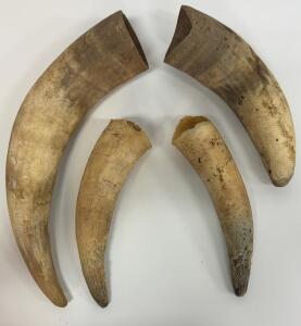 Bovine Horns Set &ndash; 4 Pieces, Natural Finish