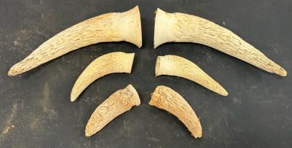 Set of 6 Natural Deer Antler Pieces &ndash; Tine & Beam Cuts