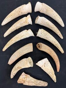 Set of 10 Aged Tusks, Sub-Fossil, Highly Porous, Matched Pairs