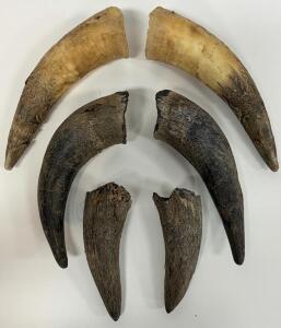 Animal Horns, Pairs, Unpolished