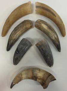 Animal Horns, Pairs, Unpolished
