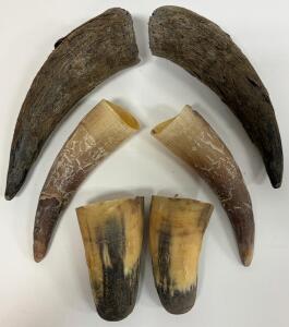 Animal Horns, Pairs, Unpolished