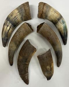 Animal Horns, Pairs, Unpolished