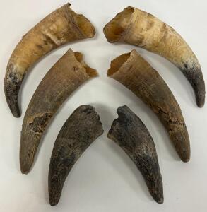 Animal Horns, Pairs, Unpolished