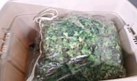 Large Storage Tote Of Artificial Ivy - 4