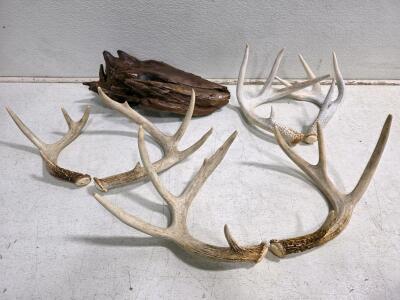 White-Tailed Deer Shed Antler Sets &ndash; 4 Pairs, 3&ndash;5 Points Each, Natural Patina