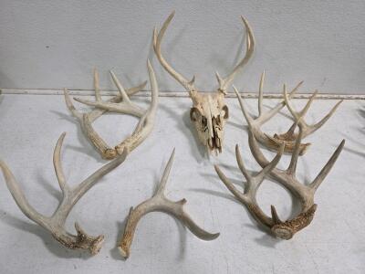 Whitetail Deer Antler Lot with Skull, 6 Shed Sets + 1 Skull Attached Set, Mixed Point Counts
