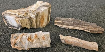 Large Unpolished Petrified Wood Fossils &ndash; 4 Pieces, Bark Texture, Natural Mineralization