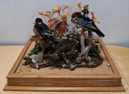 Wood Duck Taxidermy Diorama &ndash; Trio Tabletop Display with Hardwood Base, Autumn Habitat Scene
