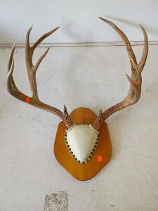 Whitetail Deer Antler Plaque Mount 24" Spread, 8 Points & 84" Metal Curtain Rod, Cage Finials
