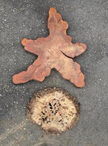 Live Edge Wood Slabs/Burl Slices with Natural Voids and Branch Patterns