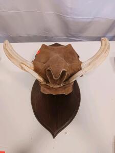 Taxidermy Longhorn Steer Shoulder Mount with Suede Covering and Horn Span