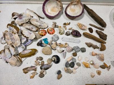 Large Mixed Beachcomber Lot: 75+ Seashells, Driftwood, Sea Glass, Rocks, Unique Finds