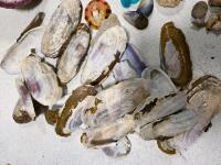Large Mixed Beachcomber Lot: 75+ Seashells, Driftwood, Sea Glass, Rocks, Unique Finds - 2