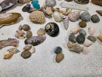 Large Mixed Beachcomber Lot: 75+ Seashells, Driftwood, Sea Glass, Rocks, Unique Finds - 5