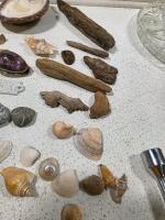 Large Mixed Beachcomber Lot: 75+ Seashells, Driftwood, Sea Glass, Rocks, Unique Finds - 6