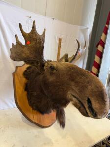 Large Moose Shoulder Mount, Approx. 54&rdquo; Antler Spread, Glass Eyes, Tagged, Wood Plaque