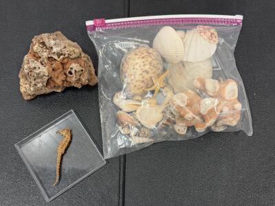 Mixed Marine Curiosities Lot: Dried Seahorse, Assorted Seashells, Coral Pieces