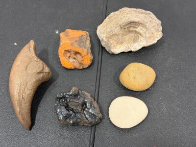Dromaeosaurid Raptor Claw Fossil Replica, Mineral Specimens & Fossil Shell Lot