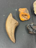 Dromaeosaurid Raptor Claw Fossil Replica, Mineral Specimens & Fossil Shell Lot - 2