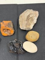 Dromaeosaurid Raptor Claw Fossil Replica, Mineral Specimens & Fossil Shell Lot - 3